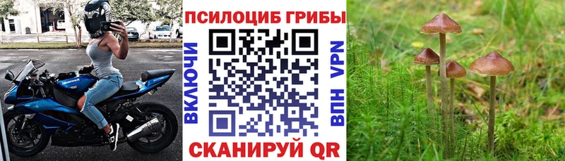 Псилоцибиновые грибы Psilocybe  дарнет шоп  Нефтегорск 